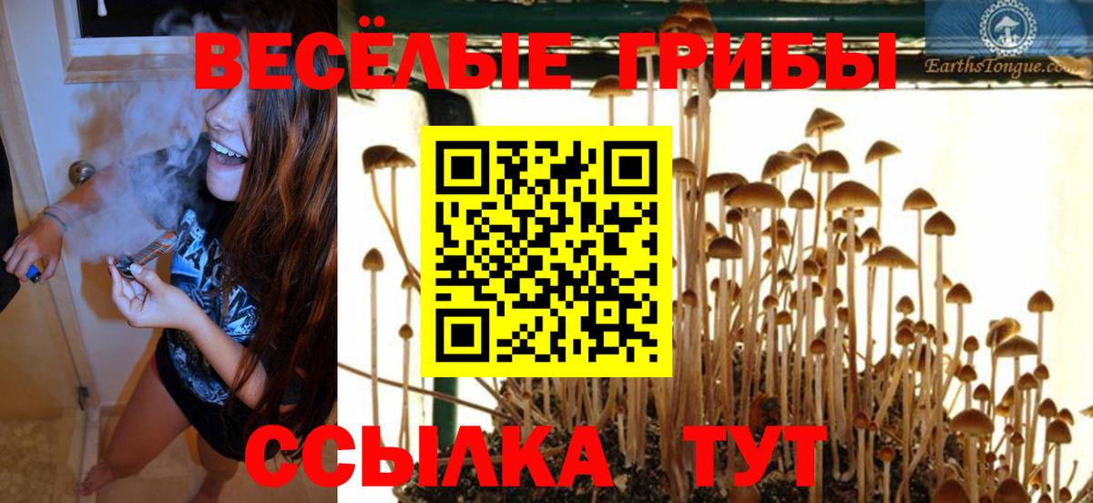Псилоцибиновые грибы Psilocybe Чапаевск